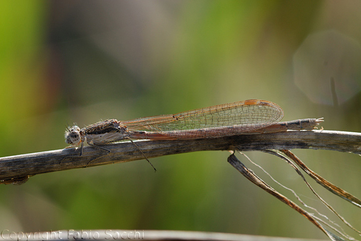 Sympecma fusca